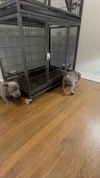American Bully Pocket Female in Chicago, Illinois