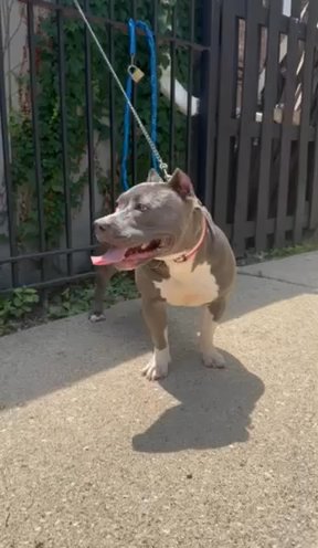 American Bully Pocket Female in Chicago, Illinois