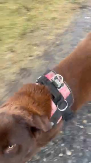 Puppy in Bellingham, Washington