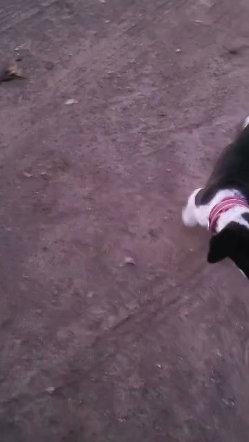 Pointer mix in San Diego, California