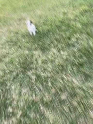 Australian Shepherd Mini Aussie Puppy Dogs in Fort Myers, Florida