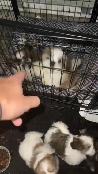 Shih Tzu in Fort Myers, Florida