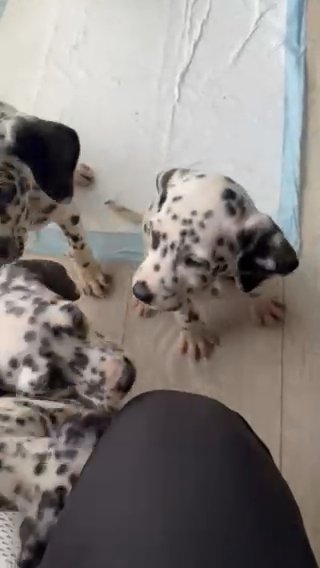 Dalmatian Puppies in Rancho Cordova, California