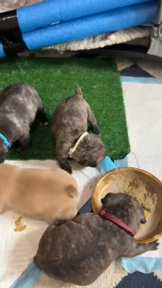 Frenchbull 3 Boys 2 Females in Phoenix, Arizona