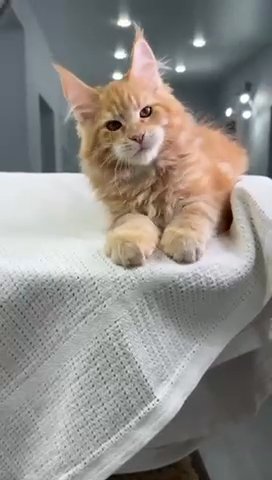 Maine Coon Male in Newtown, Pennsylvania