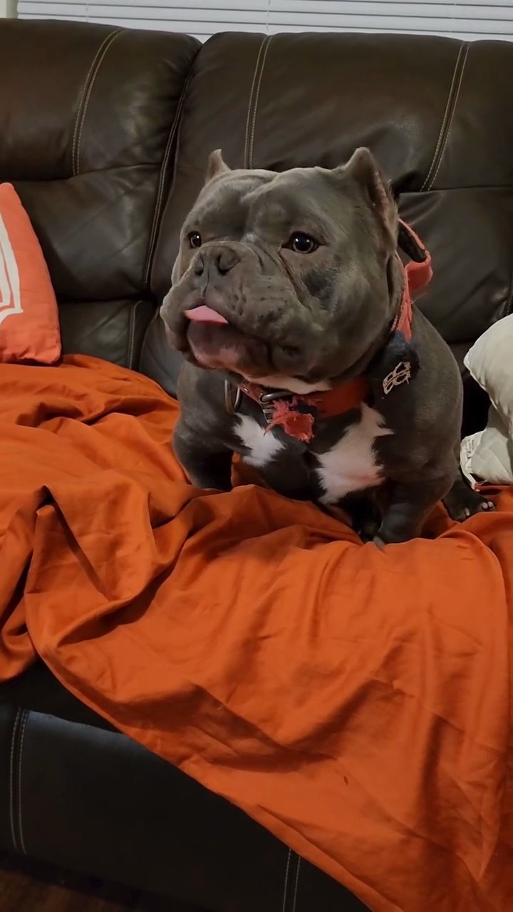 micro bully in Colorado Springs, Colorado