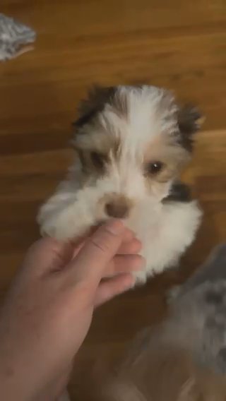 Yorkie Female in Lowell, Massachusetts