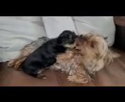 Female Yorkie in Dallas, Texas