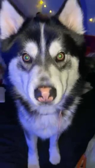 sibirain Husky in Dayton, Ohio