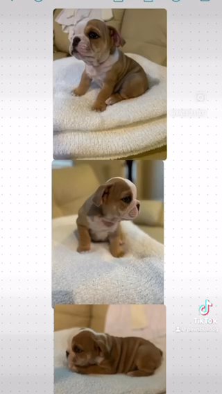 Pawsbulldog in El Paso, Texas
