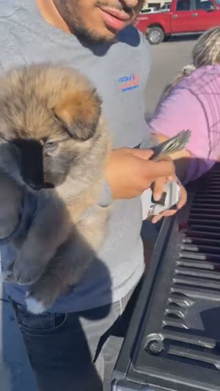 German Sheperd in Houston, Texas