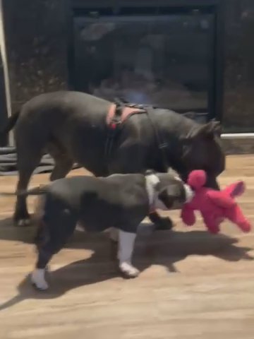 American Bully Female in Seattle, Washington