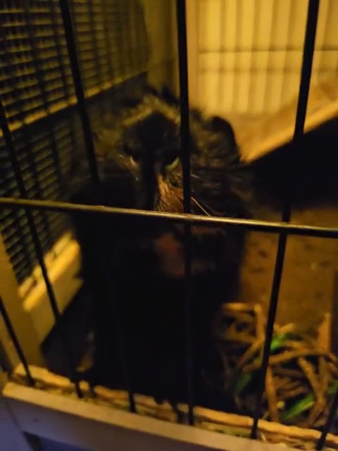 GUINEA PIG!!!!!!!(Bumblebee) in Fullerton, California