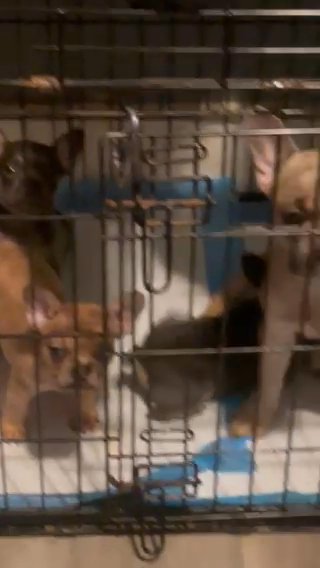 French Bulldog Puppies in New York City, New York