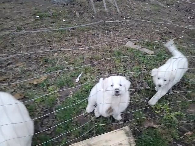 great Pyrenees in Pasco, Washington