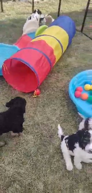 AKC standard poodles in Marion, Ohio