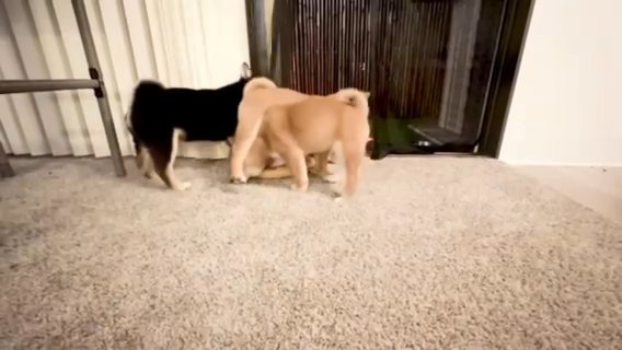 Shiba Inu Puppies in San Francisco, California