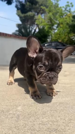 French Bulldog in Burbank, California