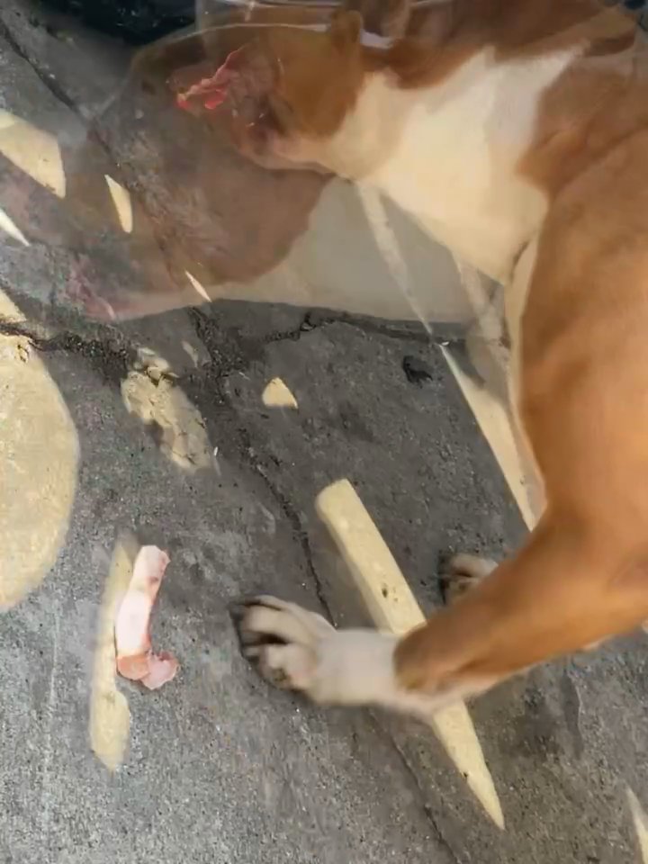 Mocha Need A New Home in Chicago, Illinois