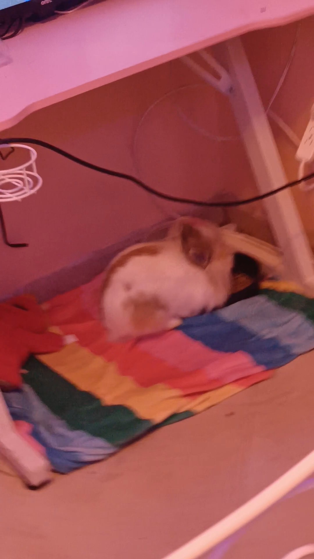 lionhead bunny female in Miami Gardens, Florida