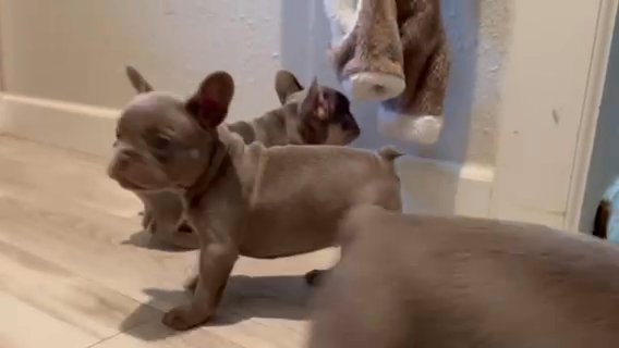 Solid Isabella - Male- French Bulldog in Greenville, Texas