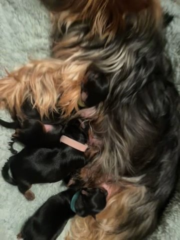 CKC Yorkies in Clarksville, Tennessee