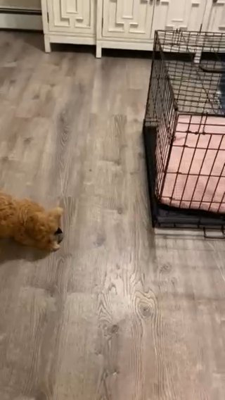 Cavapooh X Shipooh Mix in New York City, New York