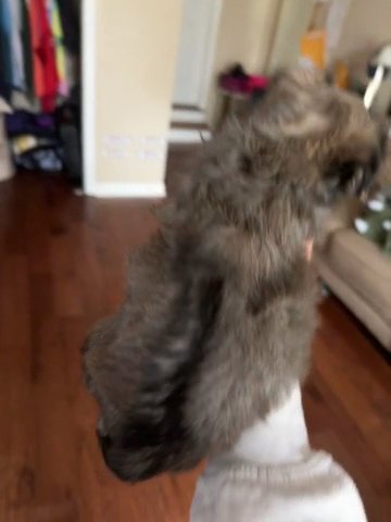 Maltipoo in Columbia, South Carolina