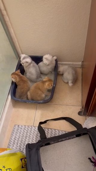Scottish Fold Golden Chinchilla in Phoenix, Arizona