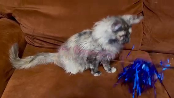 MaineCoon Female in Grand Rapids, Michigan