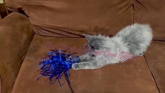 MaineCoon Female in Grand Rapids, Michigan