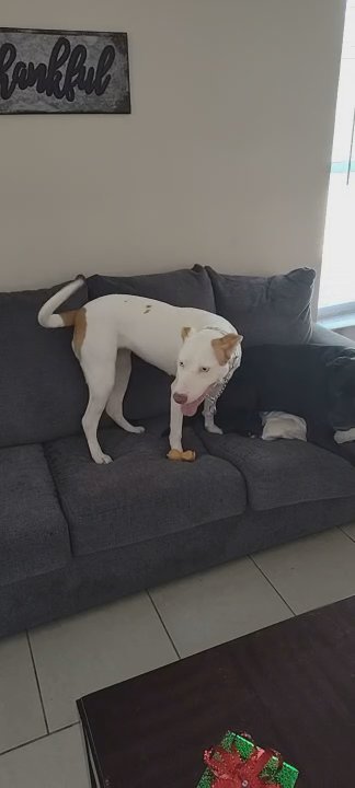 rehoming reba in Palm Coast, Florida