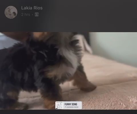 Designer yorkies All Colors Available in New York City, New York