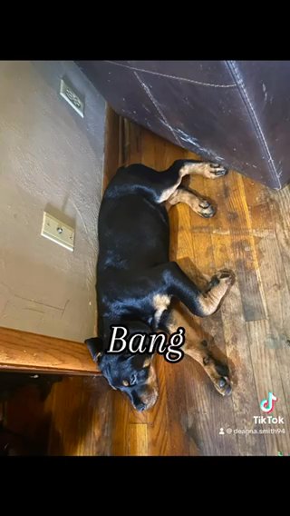 Tahlia (Rottweiler) in Coshocton, Ohio