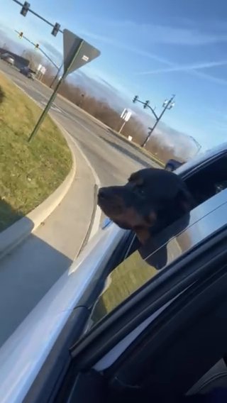 Chloe (Rottweiler) in Coshocton, Ohio