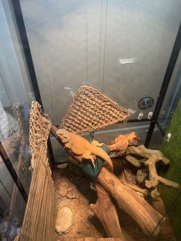 Male Bearded Dragon/Tank & Decor in Huntington Beach, California