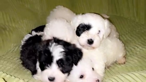 Maltipoo in Houston, Texas
