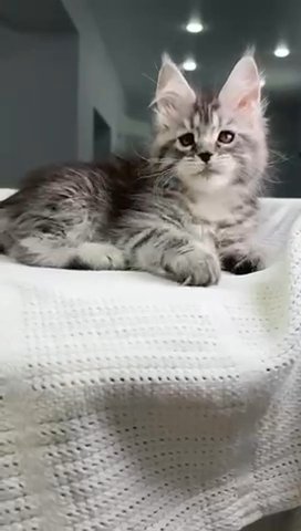 Maine Coon Female in Newtown, Pennsylvania