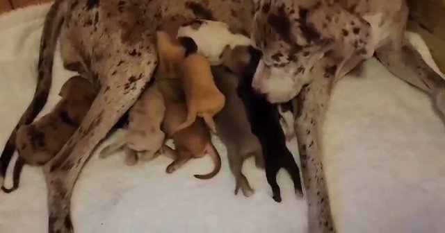 great dane puppies in North Lauderdale, Florida
