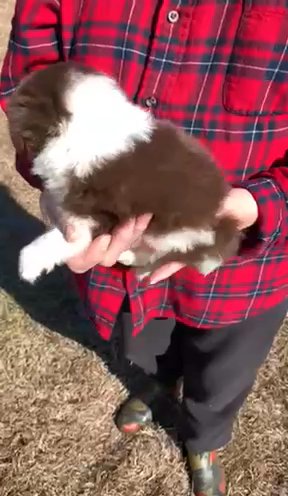 Tiny Toy Aussiedoodle Girl in Athens, Georgia