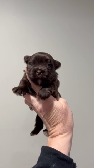 SOLD -Bitter Chocolate Yorkshire Terrier in Martinsburg, West Virginia