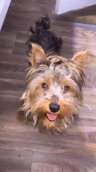 Yorkie Terrier in Buford, Georgia
