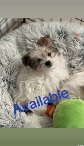 Morkie in Dallas, Texas