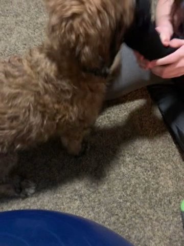 Labradoodle in Bakersfield, California