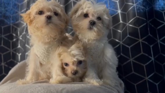 Puppies in Wilmington, Delaware