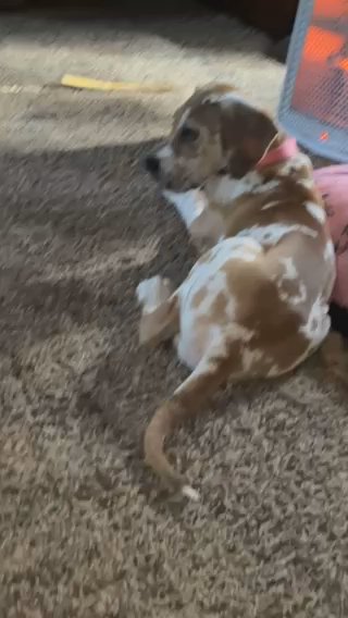 Akc Female Great Dane Puppy in Charleston, South Carolina
