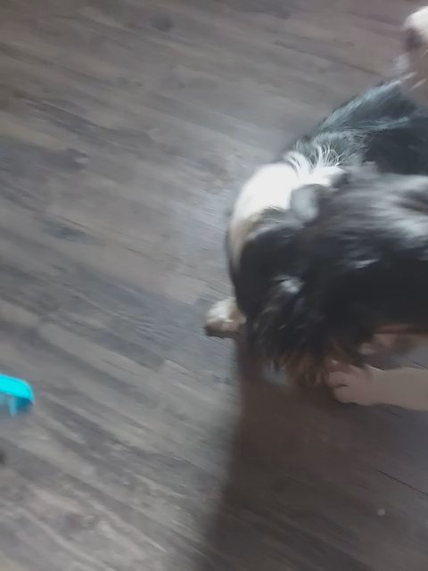 King The AKC registered Cavalier King Charles Spaniel in Indianapolis, Indiana