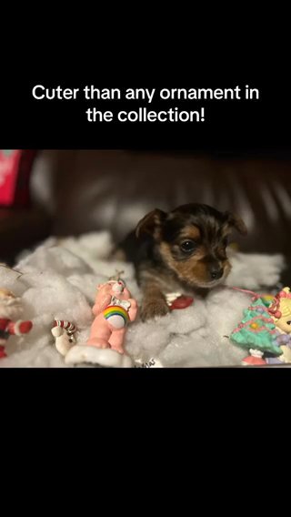 SOLD—AKC Yorkies in Boone, North Carolina