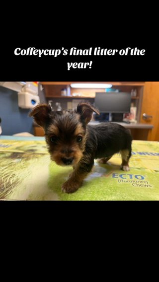 SOLD—AKC Yorkies in Boone, North Carolina