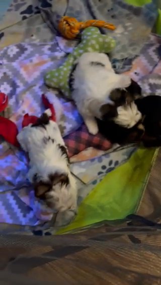 SOLD—AKC Parti Yorkies in Boone, North Carolina